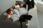 Overhead view of cats on the blue Peecatboo pet-hair-resistant four-piece bedding set